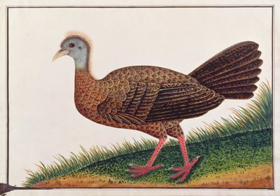 Großer Argus, aus Zeichnungen von Vögeln aus Malakka, ca. 1805-18 von Chinese School